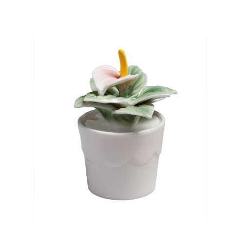 Anthurium - 2 pz.